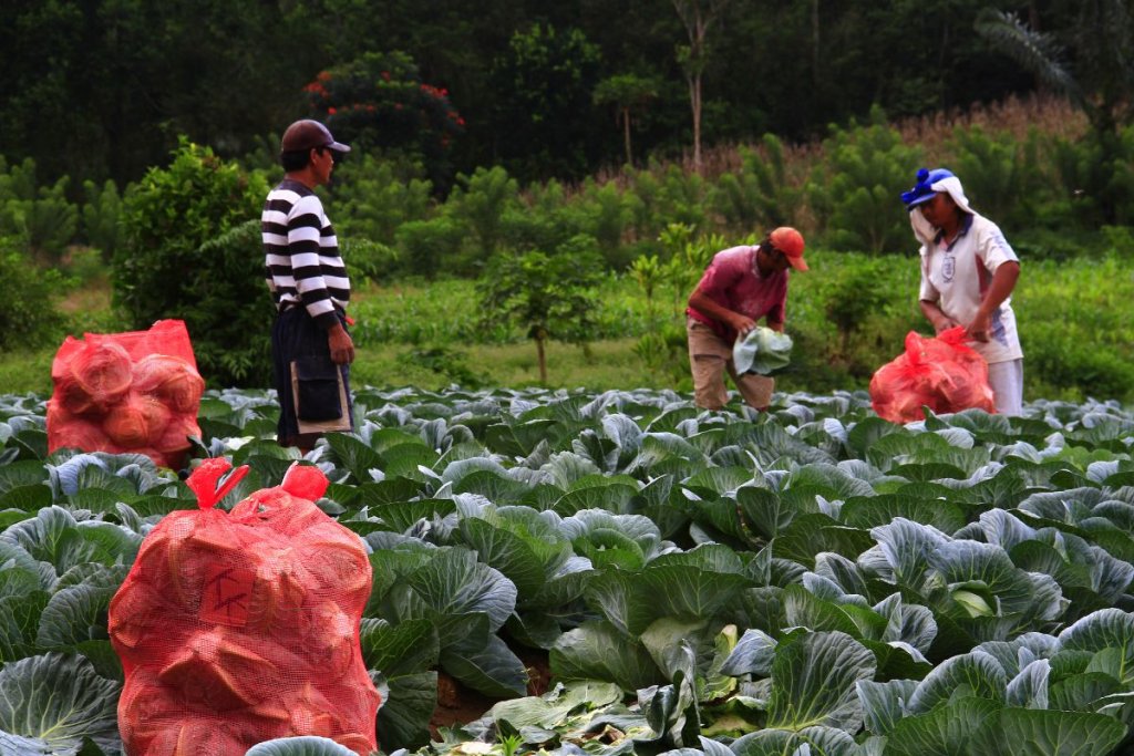 Practical Challenges in Transitioning to Organic Farming